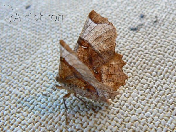 Selenia lunularia