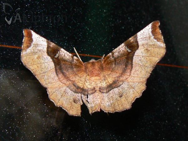 Selenia tetralunaria