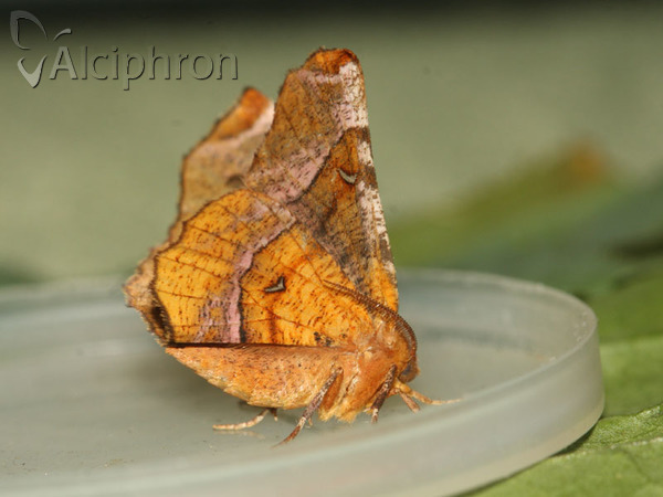 Selenia tetralunaria