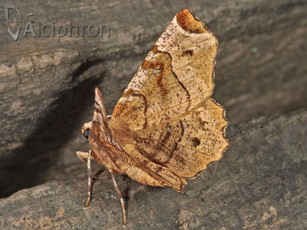 Selenia tetralunaria