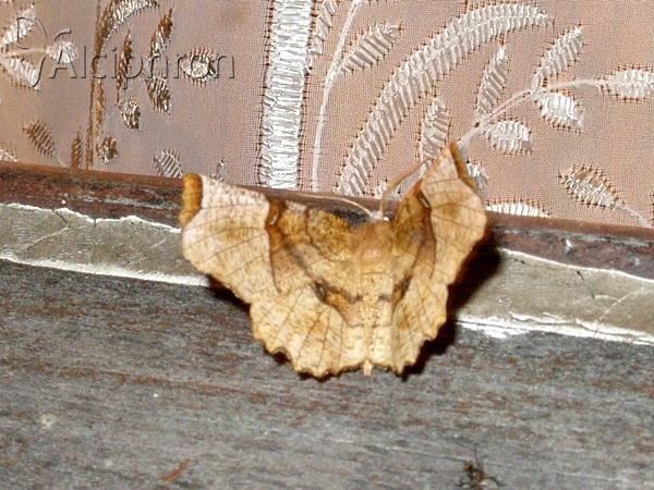 Selenia tetralunaria