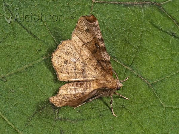 Selenia tetralunaria