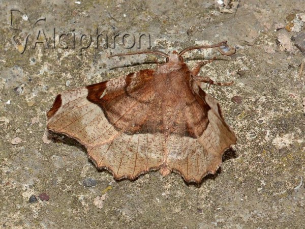 Selenia tetralunaria