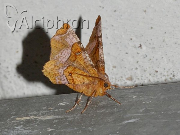 Selenia tetralunaria