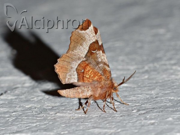 Selenia tetralunaria