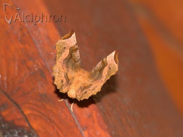 Selenia tetralunaria
