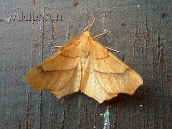 Ennomos quercinaria