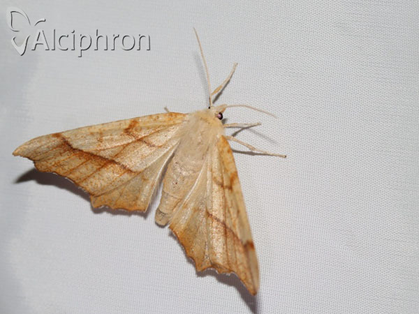 Ennomos quercinaria
