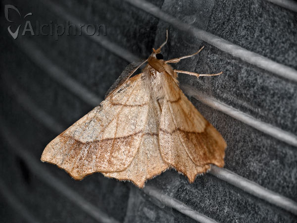 Ennomos quercinaria
