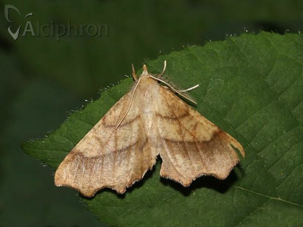 Ennomos quercinaria