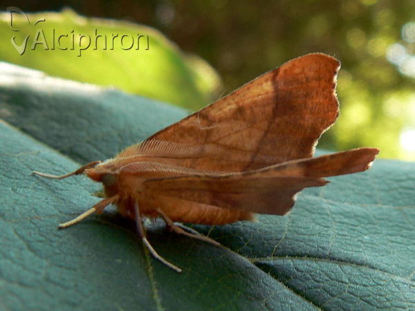 Ennomos quercinaria