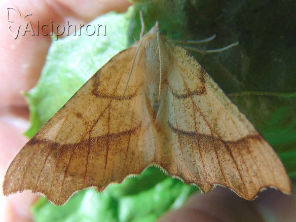 Ennomos quercinaria