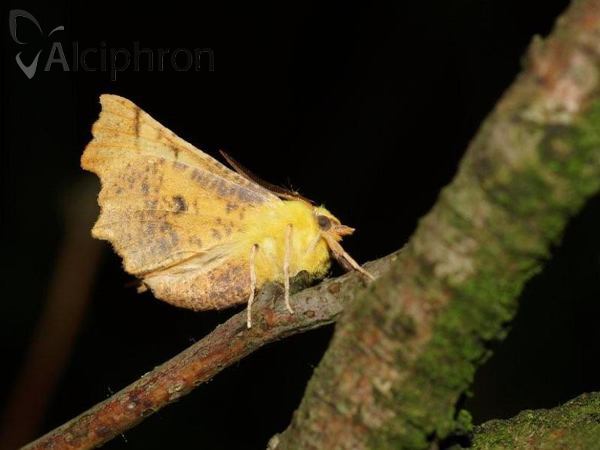 Ennomos alniaria