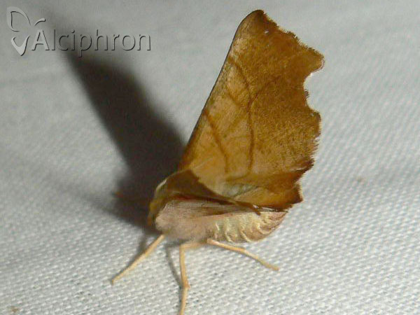 Ennomos alniaria