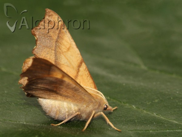 Ennomos fuscantaria