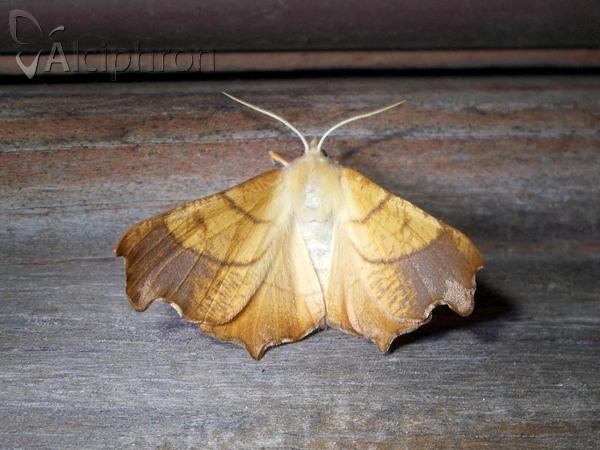 Ennomos fuscantaria