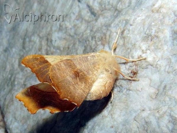 Ennomos fuscantaria