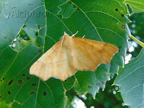Ennomos fuscantaria