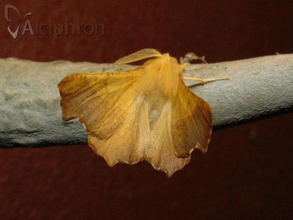 Ennomos fuscantaria