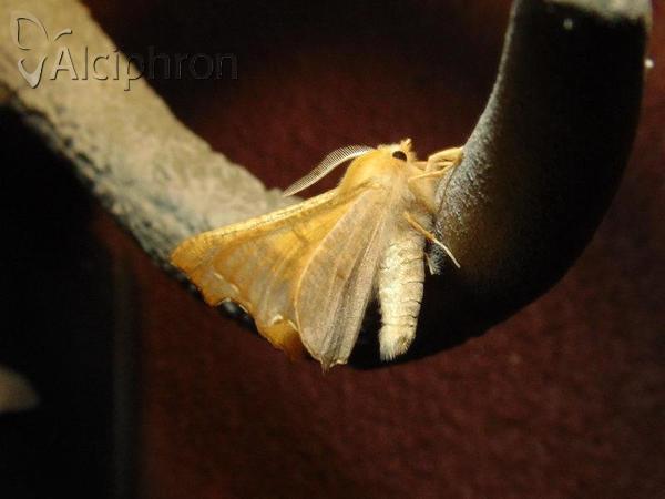 Ennomos fuscantaria