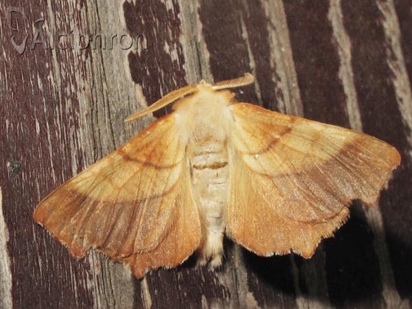 Ennomos fuscantaria