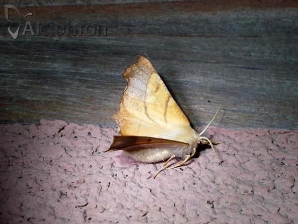 Ennomos fuscantaria