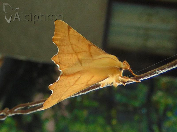 Ennomos erosaria