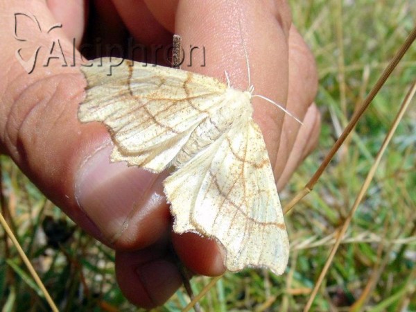 Ennomos erosaria