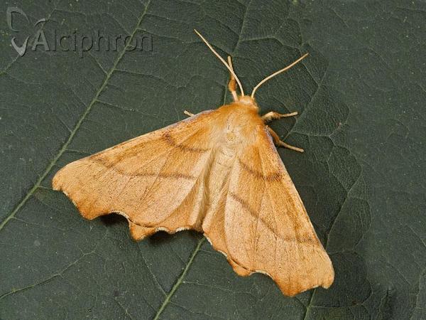 Ennomos erosaria