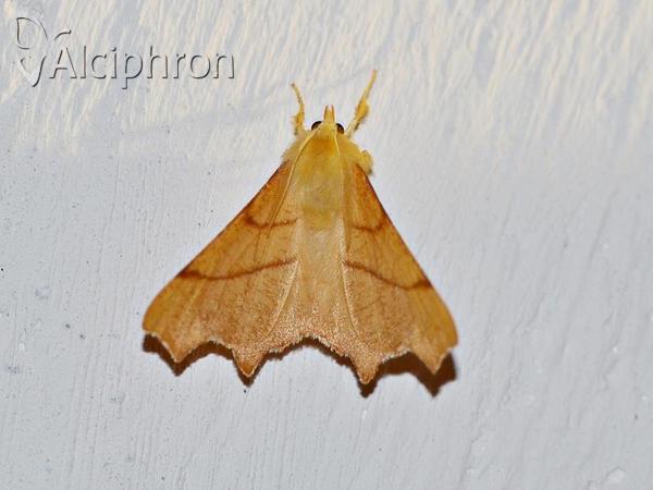 Ennomos erosaria