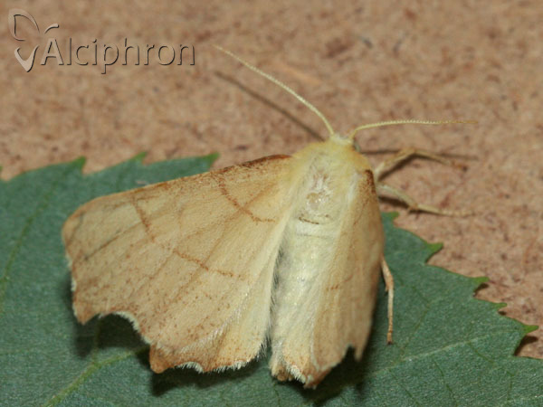 Ennomos erosaria