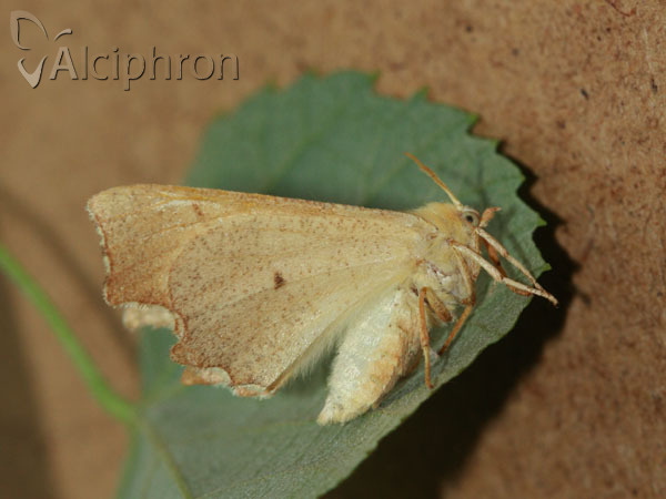 Ennomos erosaria