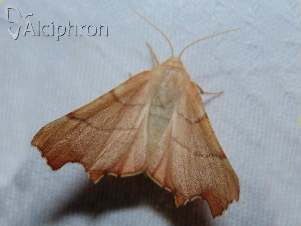 Ennomos erosaria