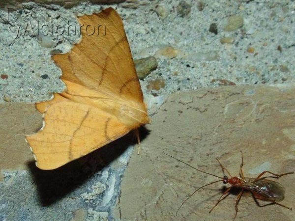 Ennomos erosaria