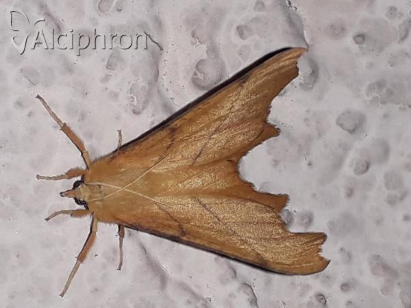 Ennomos erosaria