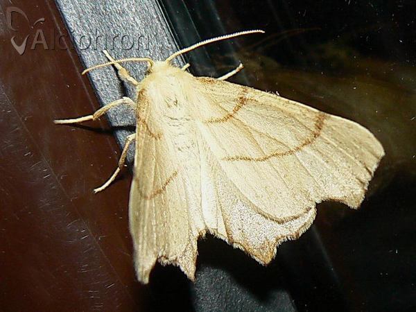 Ennomos erosaria