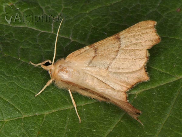 Ennomos quercaria