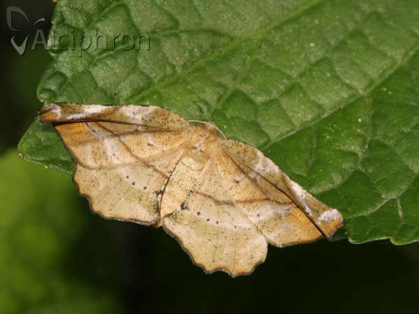 Apeira syringaria