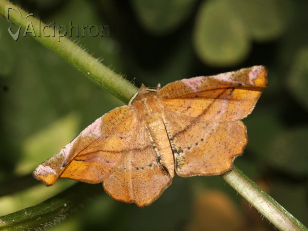 Apeira syringaria