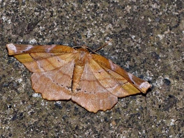Apeira syringaria