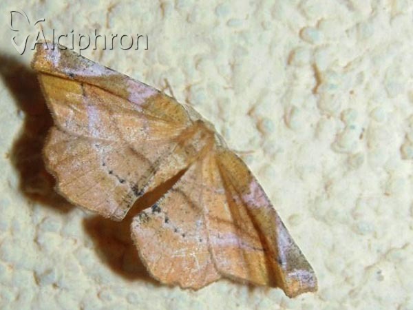 Apeira syringaria