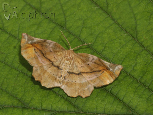 Apeira syringaria