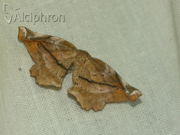 Apeira syringaria