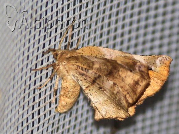 Apeira syringaria