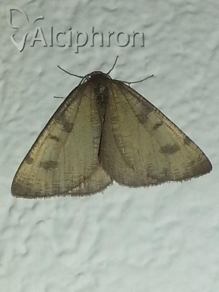 Lignyoptera thaumastaria