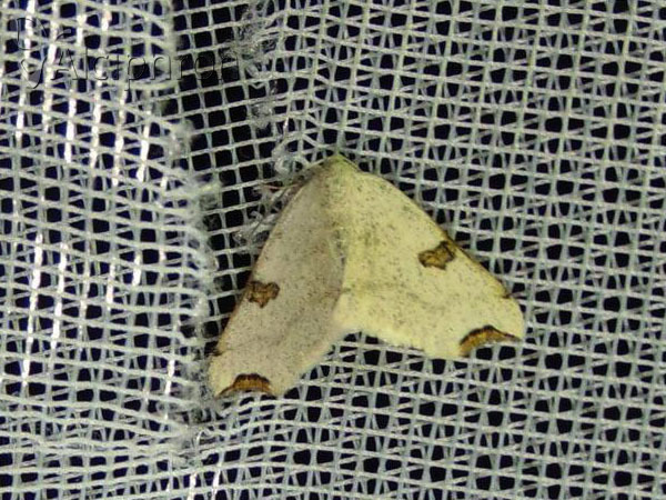 Eilicrinia cordiaria