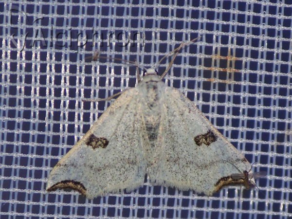 Eilicrinia cordiaria