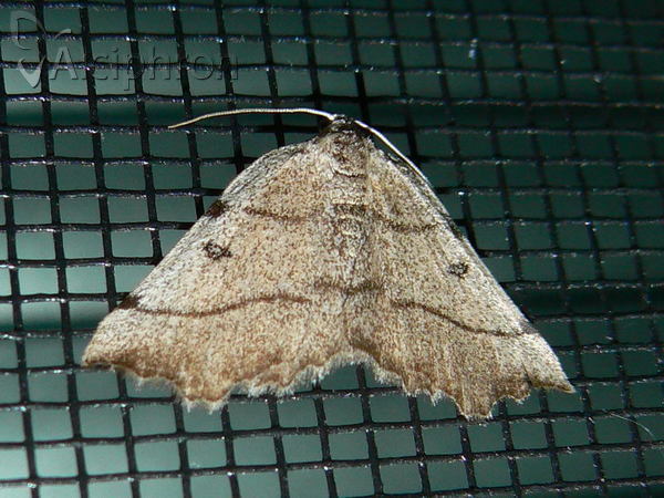 Eilicrinia trinotata