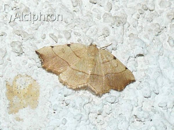 Eilicrinia trinotata