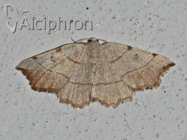 Eilicrinia trinotata